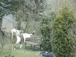 Cottage Deuselbach Outdoor Recording 4