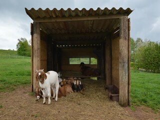 Appartement Oberkail Buitenaudio-opname 5