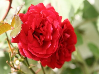 Apartment Hillesheim  35