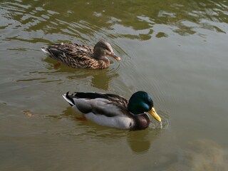 Appartement Hillesheim Omgeving 37