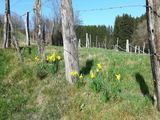 Apartment Sellerich Umgebung 40