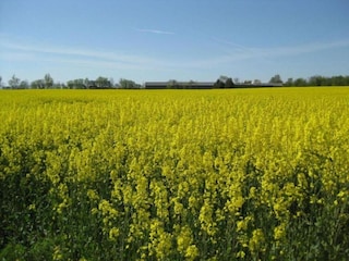 Ferienhaus Kappel (Hunsrück) Umgebung 27