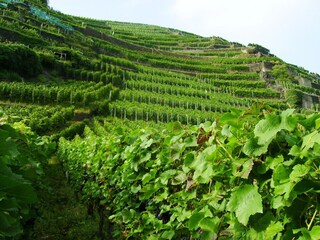 Bauernhof Mörsdorf Umgebung 36