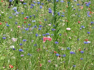 Apartment Dünfus Umgebung 35