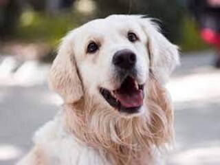 Appartement Lirstal  35