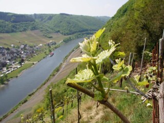 Apartamento Ernst Entorno 26