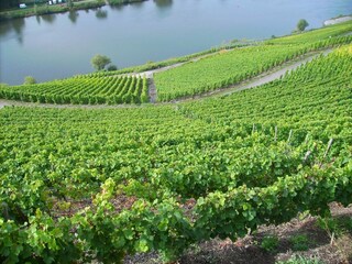 Apartamento Zell Mosel Entorno 29
