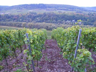 Apartamento Zell Mosel Entorno 36
