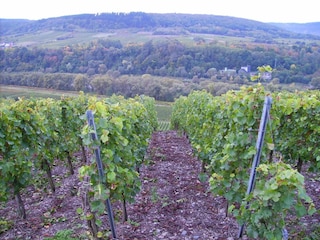 Appartement Zell Mosel Omgeving 39