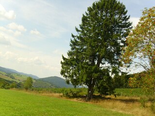 Apartment Oberkirchen Environment 36