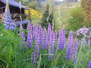 Appartement Oberkirchen  40