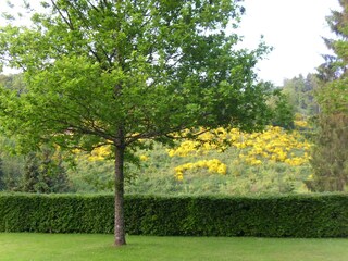 Apartamento Oberkirchen  38