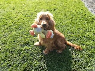 Apartment Attendorn  37