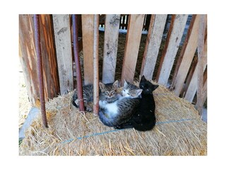 Fattoria Forstau Registrazione all'aperto 6