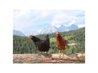 Fattoria Forstau Ambiente 34