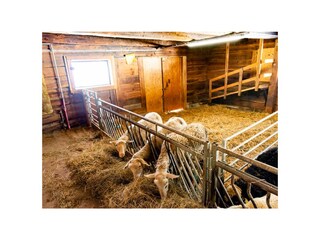 Fattoria Forstau Ambiente 35