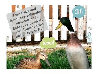 Fattoria Forstau Ambiente 38