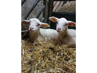 Fattoria Forstau Registrazione all'aperto 12