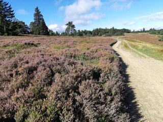 Vakantiehuis Medebach Omgeving 36