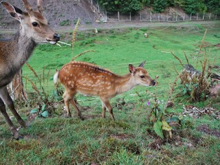 Maison de vacances Hallenberg Environnement 30