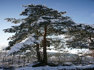 Appartement Airlenbach Environnement 37