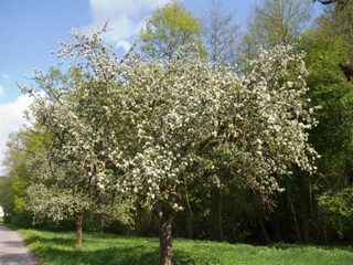 Apartment Kniebis Environment 17