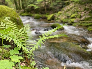 Apartment Kniebis Umgebung 31