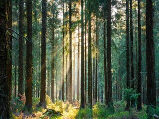 Appartamento Kniebis Ambiente 21