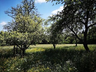 Apartment Ettmannsweiler Environment 28