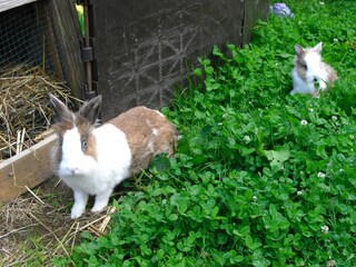 Appartamento Welschensteinach Registrazione all'aperto 4