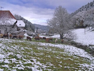 Appartement Welschensteinach Buitenaudio-opname 6