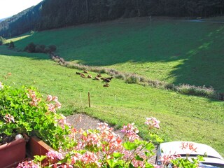 Apartment Welschensteinach Outdoor Recording 5