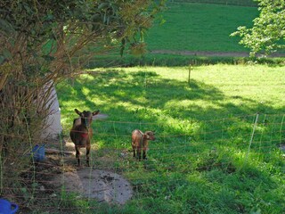 Appartement Welschensteinach Enregistrement extérieur 2