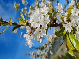 Appartement Bad Peterstal-Griesbach Omgeving 27