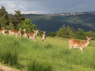 Appartement Schiltach Environnement 13