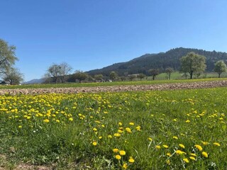 Apartamento Schiltach Entorno 20