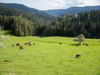 Apartment Schiltach Environment 30