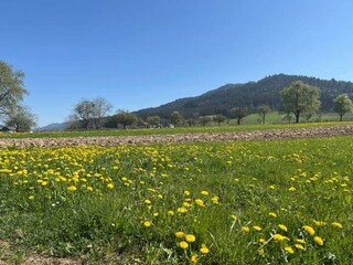 Apartamento Schiltach Entorno 37