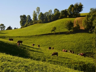 Farmhouse Schuttertal Environment 34