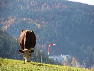 Maison de vacances St. Georgen im Schwarzwald Environnement 37