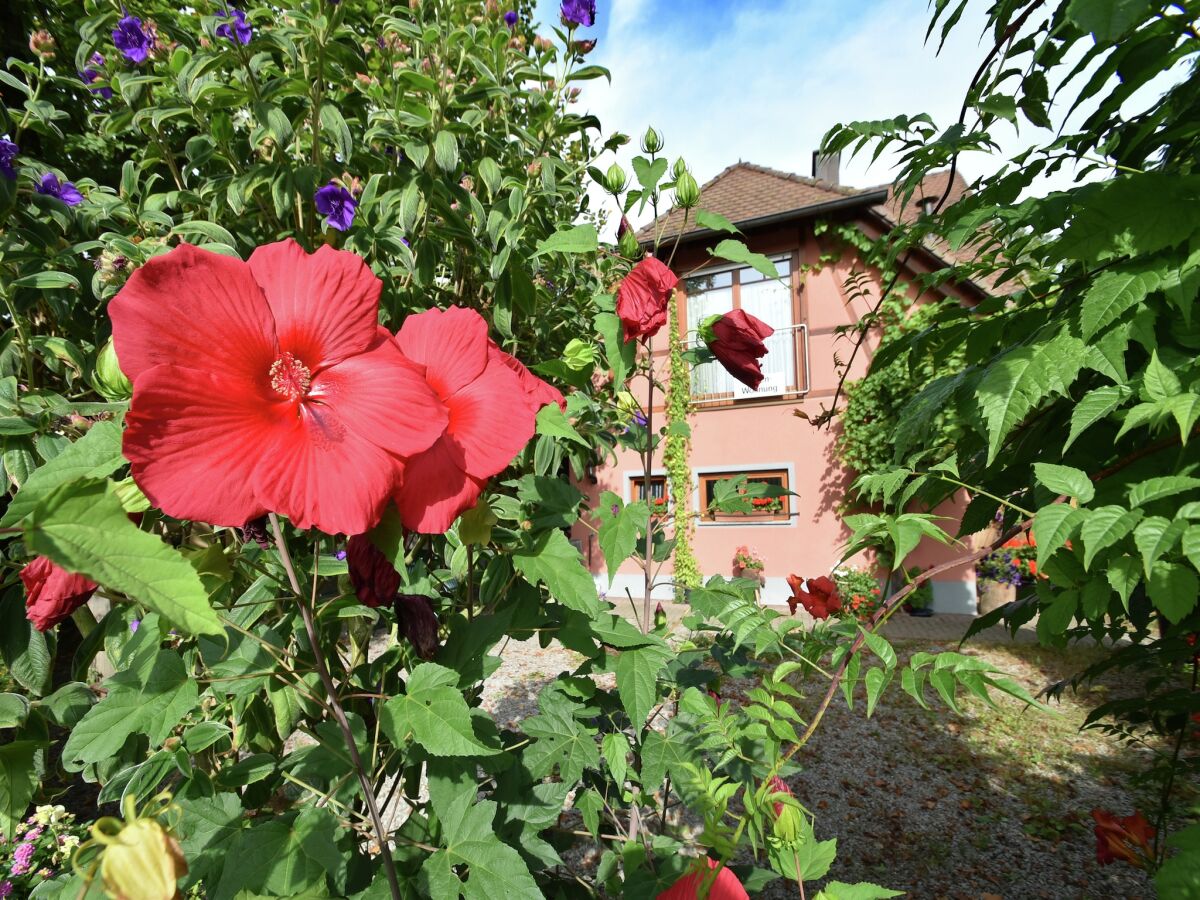 Apartment Schallstadt Außenaufnahme 3