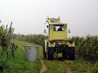 Apartment Schallstadt Umgebung 34