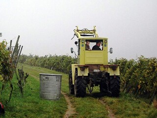 Appartement Schallstadt Omgeving 33