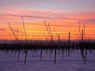 Appartement Vogtsburg Environnement 37