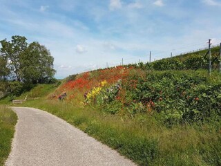Appartement Vogtsburg Omgeving 26