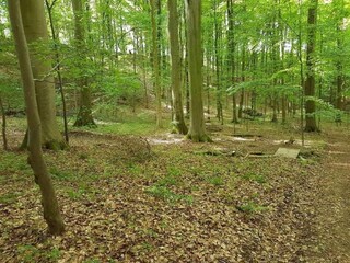 Appartement Vogtsburg Environnement 27