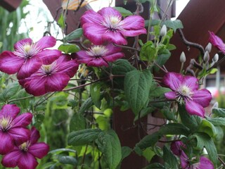 Appartement Herrischried  40