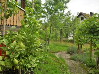 Apartment Bernau im Schwarzwald Outdoor Recording 2