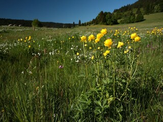 Appartement Bernau im Schwarzwald Environnement 17