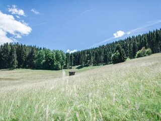 Appartement Bernau im Schwarzwald Environnement 31